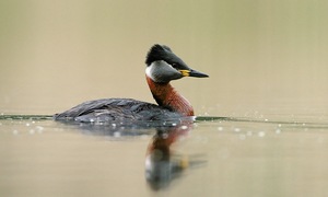 Rothalstaucher (Podiceps grisegena)