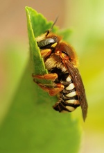 , Rhodanthidium sticticum