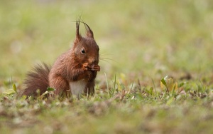 Eichhörnchen