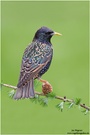 Star (Sturnus vulgaris) European Starling