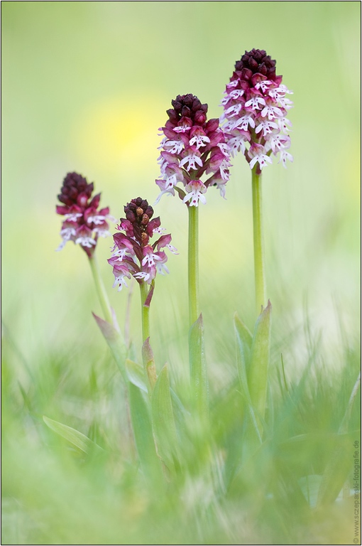 Brand-Knabenkraut (Odontorchis ustulata; Syn.: Orchis ustulata, Neotinea ustulata)