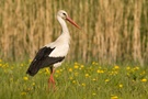 Storch