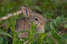 Wildkaninchen