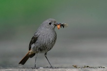 Näturlicher Insektenvertilger