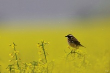 Braunkehlchen