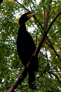 Kormoran