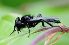 Märzfliege (Bibio marci), Männchen