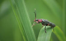 Soldatenkäfer(Cantharis rustica)_2