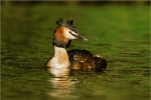 Taucher im Abendlicht