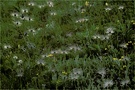 ~ Lichtfänger ~
