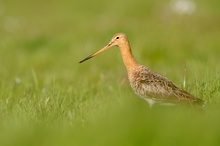 Uferschnepfe im Gras