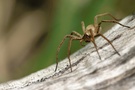 Raubspinne