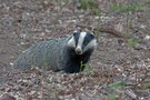 Badger