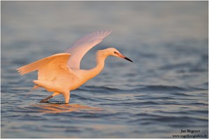 Rötelreiher - Weiße Morphe (Egretta rufescens) Reddish Egret - White Morph