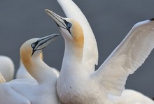 Basstölpel auf Helgoland