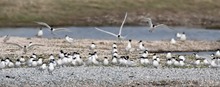 Brandseeschwalbenkolonie (Sterna sandvicensis)