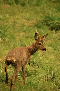 Jährlingsbock