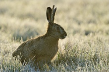 Drei-Ohr-Hase