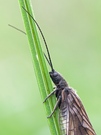 Sialis