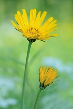 Wiesen-Bocksbart (Tragopogon pratensis)