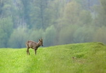 Bock im letzten Tageslicht