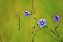 Österreischer Lein