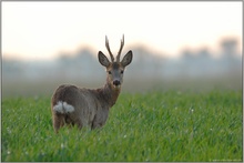 frühmorgens... Rehbock *Capreolus capreolus*