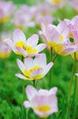 Sonnenblumen