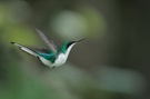 Mein schönster Kolibri