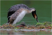 Besteigen des neuen Nestes