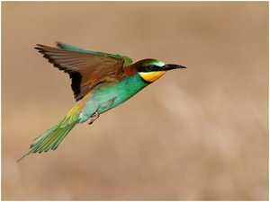 Bienenfresser im Flug