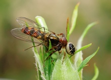 Krabbenspinne mit  Schwebefliege...