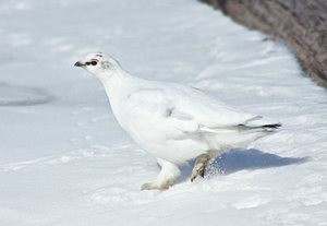 Alpenschneehuhn (Lagopus muta)