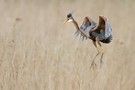 landender Purpurreiher (Ardea purpurea) I