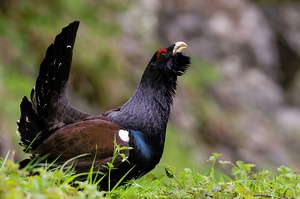 Balzender Auerhahn