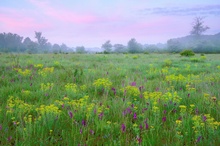 Orchideenwiese in der Lobau