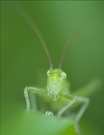 Grün, grün, grün sind alle meine Kleider,...