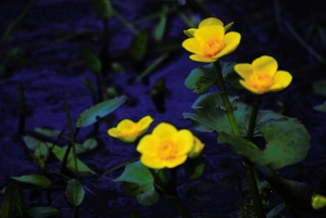 Sumpfdotterblume