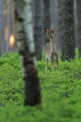 Ein Dammi steht im Walde...