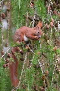 Eichhörnchen (sciurus vulgaris)