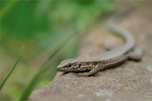 Podarcis muralis