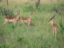 Impalas