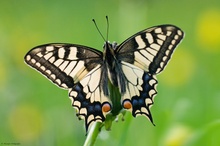 Papilio machaon