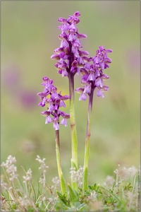 Kleines Knabenkraut (Orchis morio/Anacamptis morio)