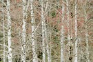 ~ Frühling im Birkenwald ~
