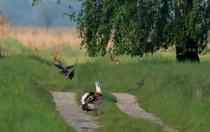 Großtrappe, Fasan, Nebelkrähe und Rehe