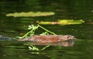 Nutria...