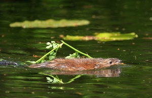 Nutria...