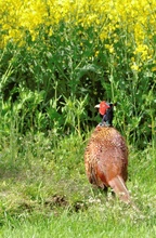 wunderschöner Vogel