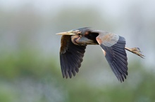 Purpurreiher (Ardea purpurea) im Flug II